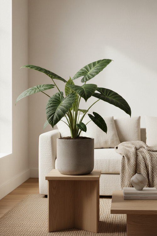 Alocasia — Elephant Ear