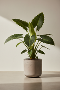 Alocasia — Elephant Ear