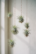 Hanging Air Plant Set — Fotorrealista