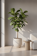Fiddle Leaf Fig Ficus Lyrata en maceta de cerámica mate, interior minimalista