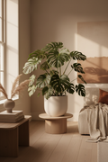 Monstera Deliciosa en maceta blanca mate, interior minimalista con luz natural