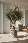 Árbol de Olivo mediterráneo en maceta de concreto mate, interior minimalista moderno