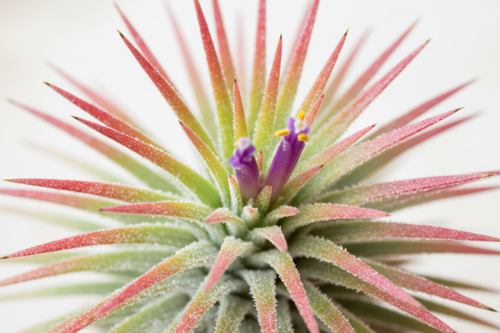 Tillandsia Ionantha