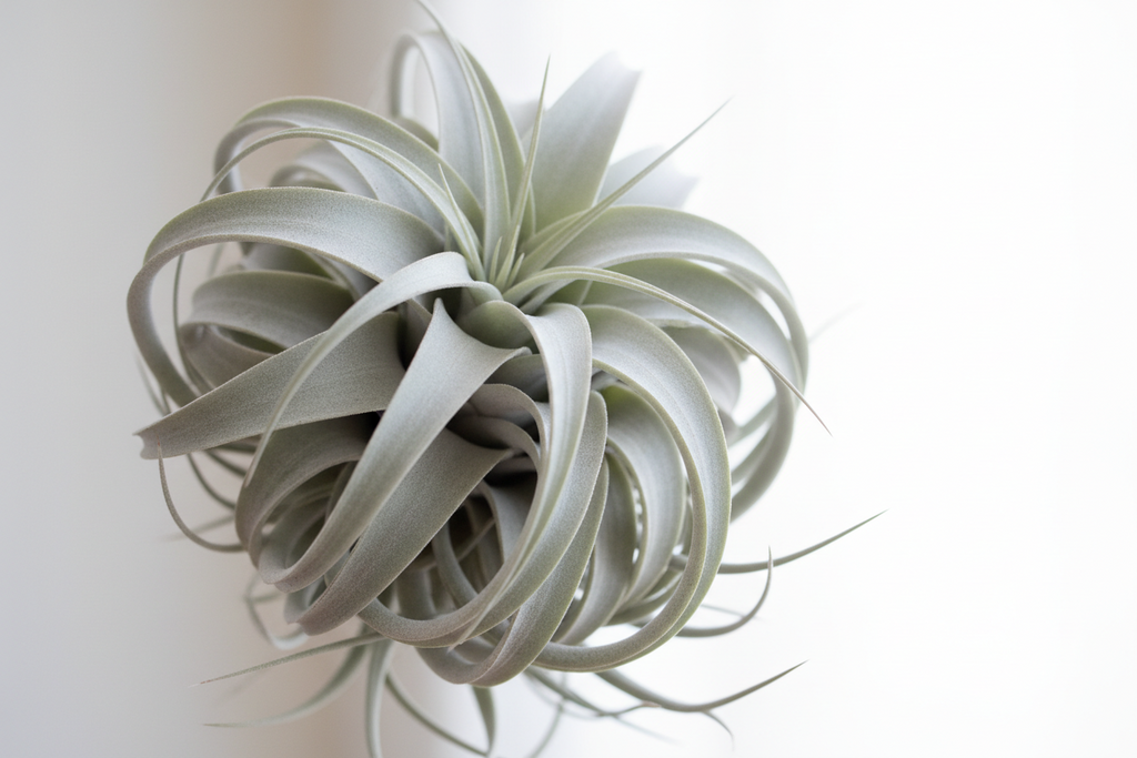 Tillandsia Xerographica